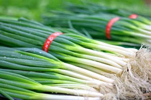 丁山吃大瓜,畅享夏日大瓜盛宴 第1张 丁山吃大瓜,畅享夏日大瓜盛宴 第1张