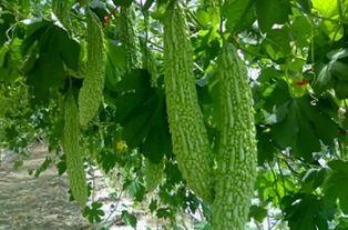 三脸吃瓜,揭秘娱乐圈背后的八卦风云  第2张